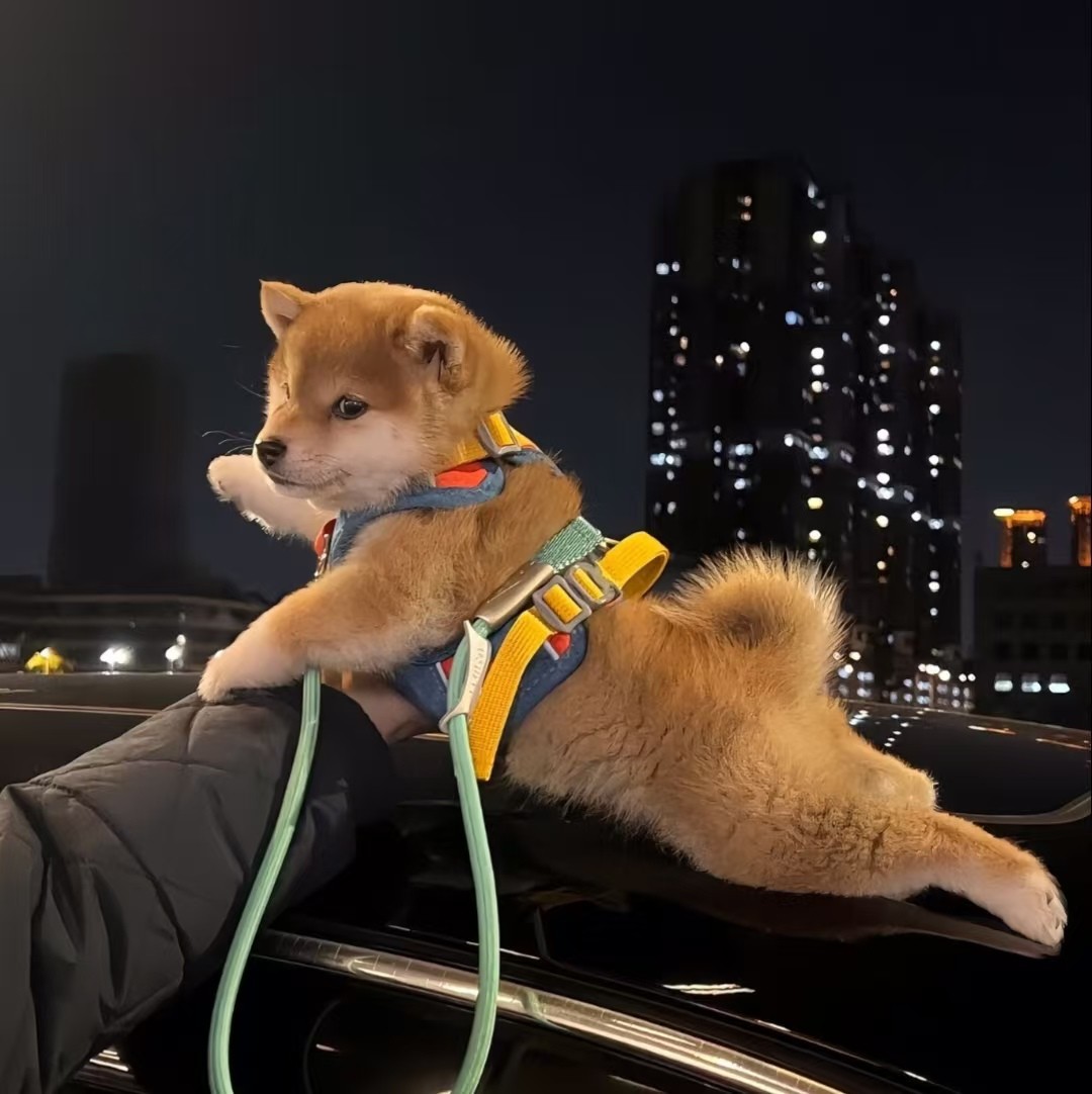 加载失败