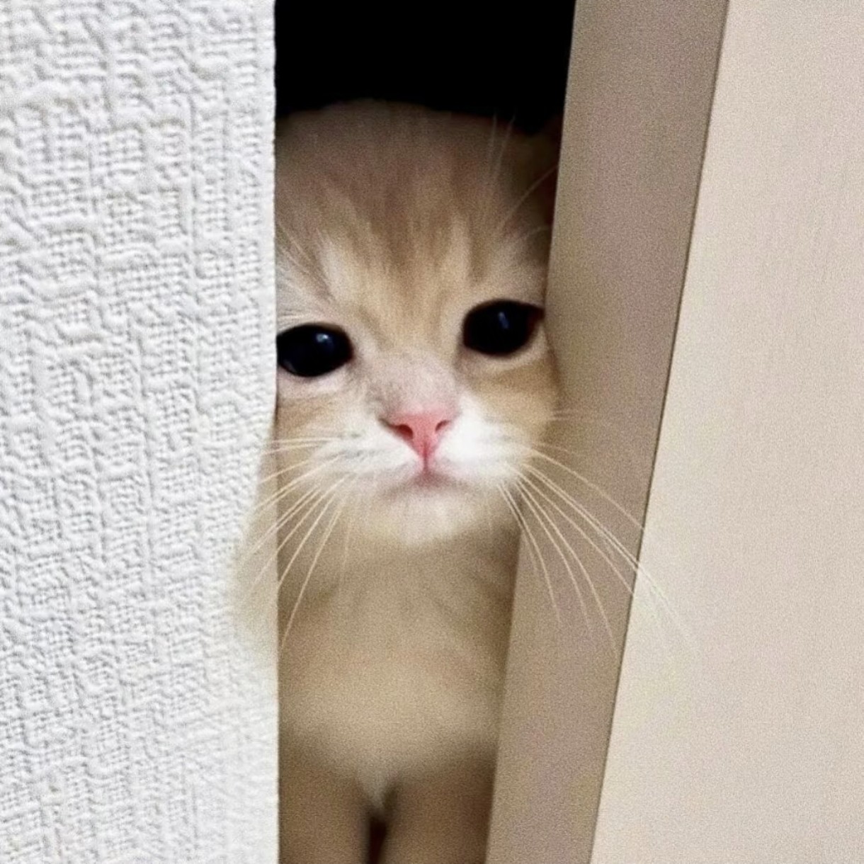 加载失败