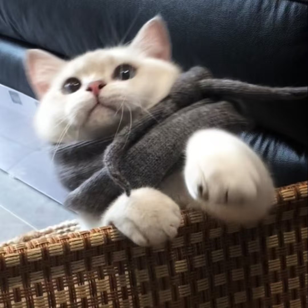 加载失败
