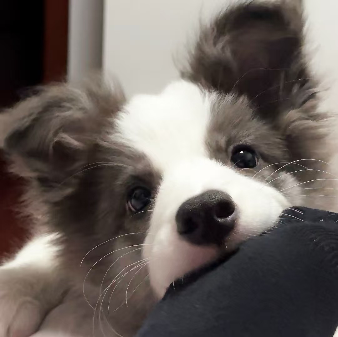 加载失败