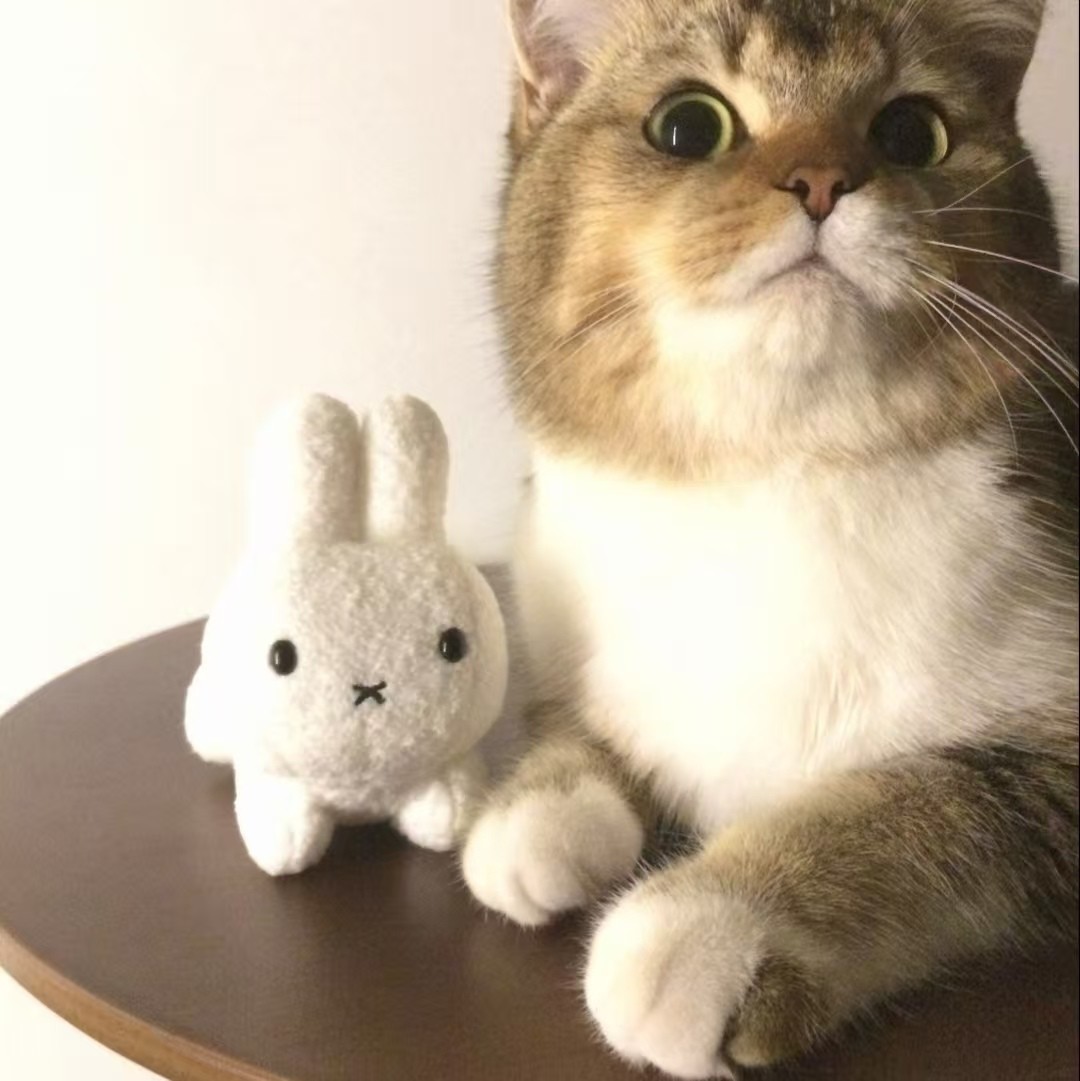 加载失败