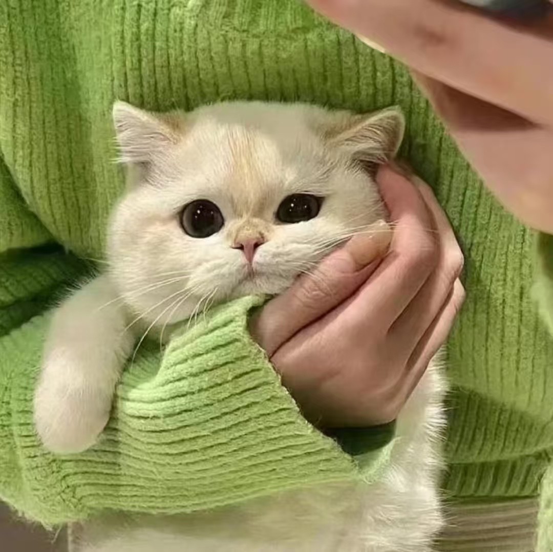 加载失败