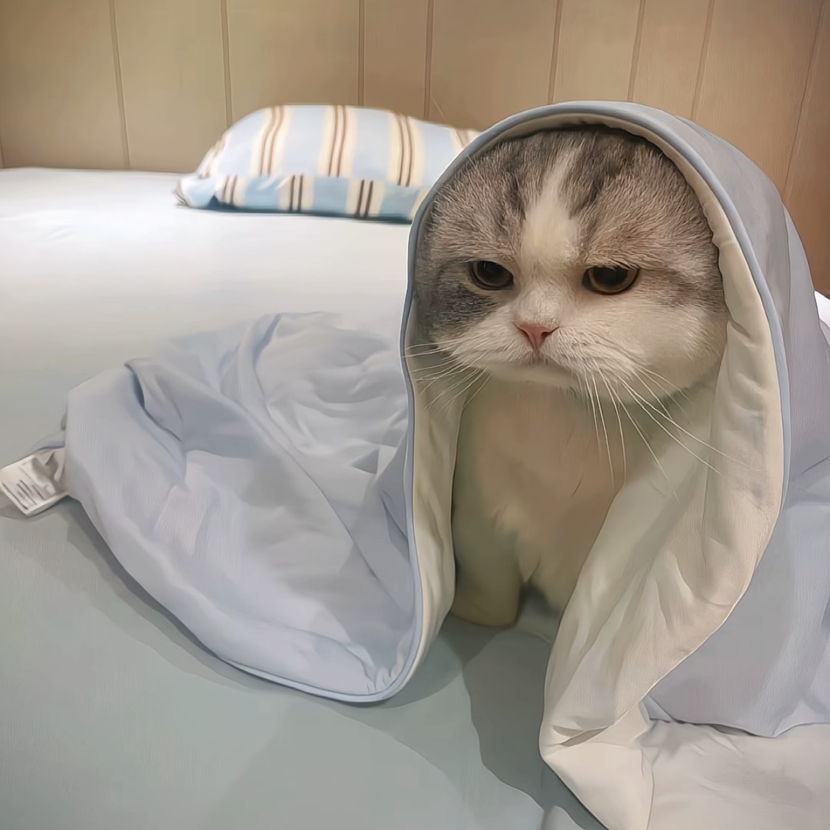 加载失败