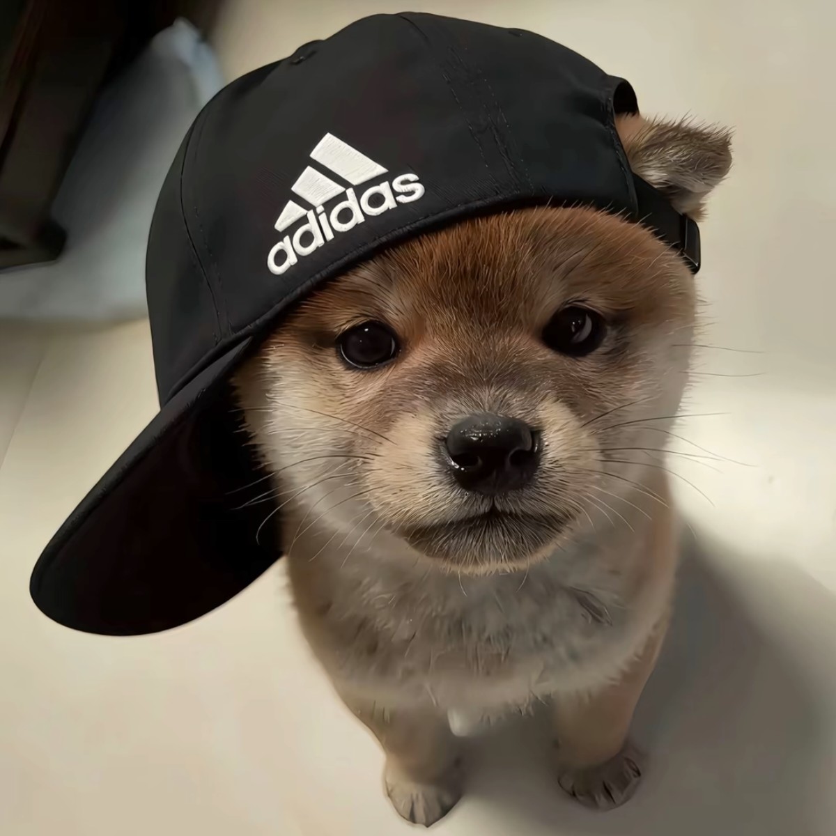 加载失败