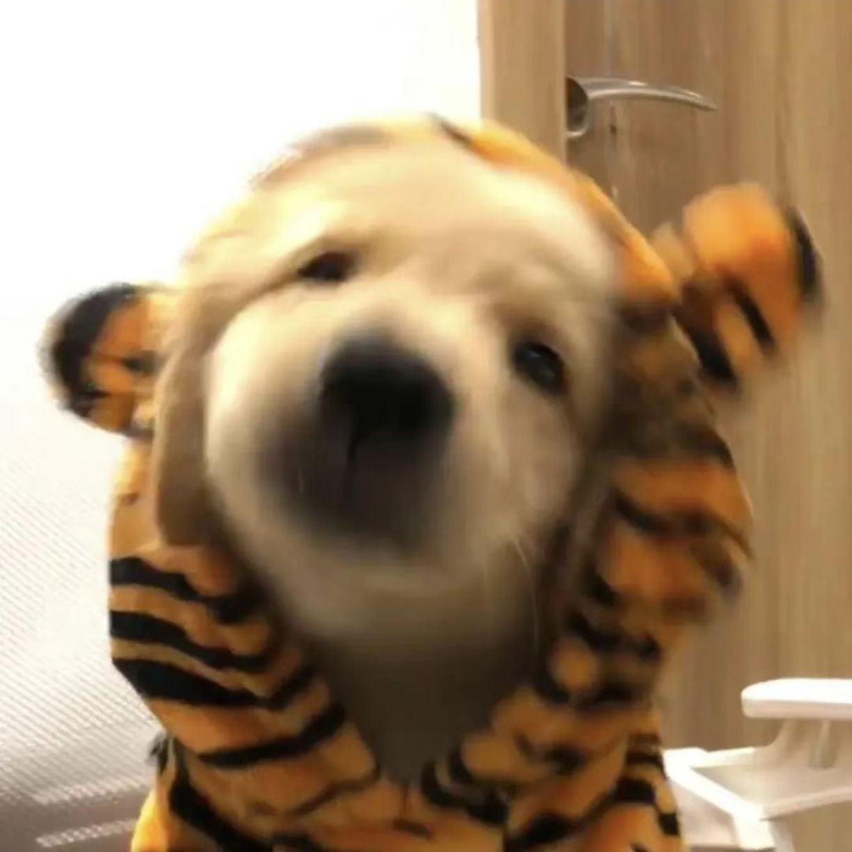 加载失败