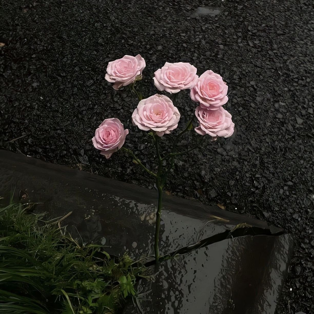 加载失败