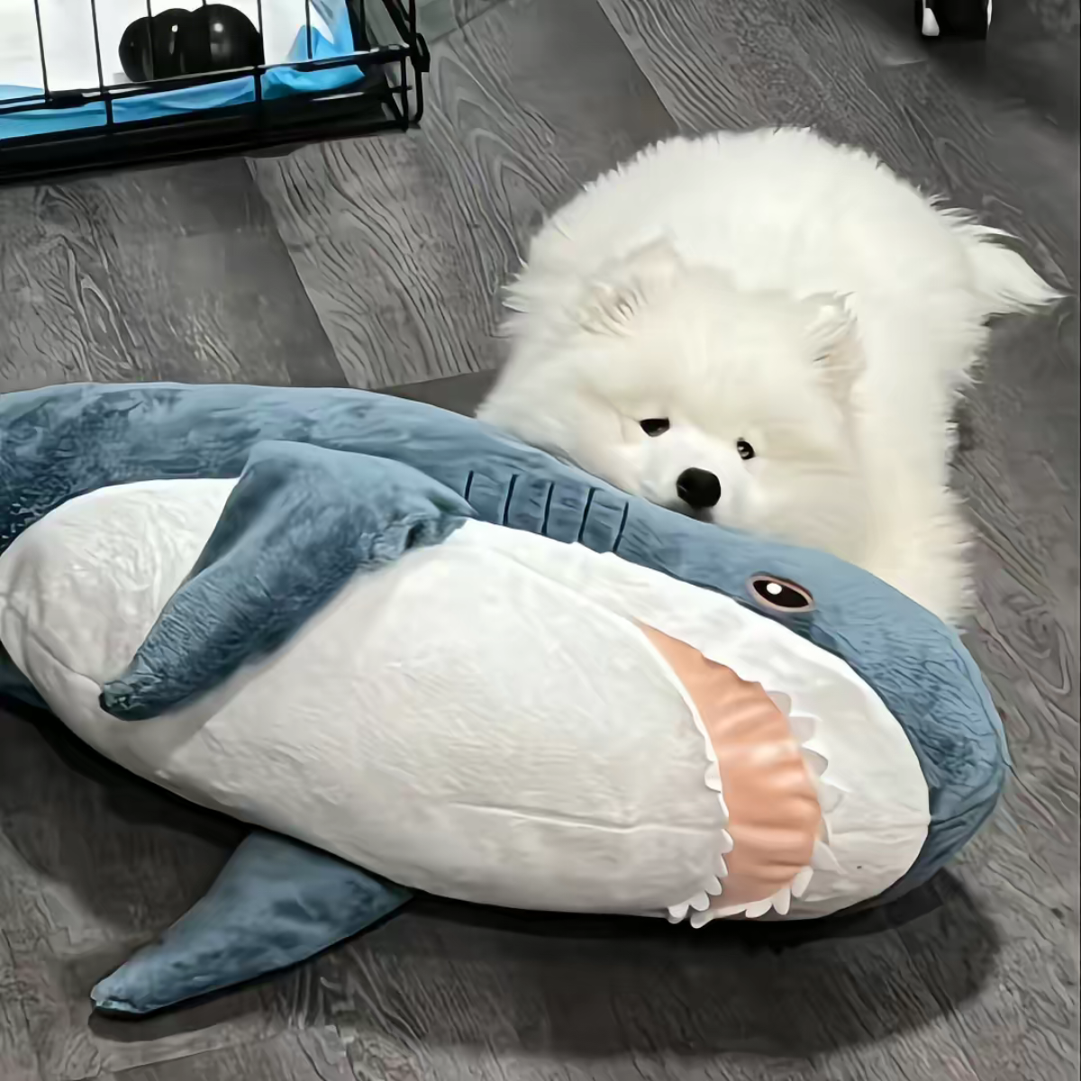 加载失败