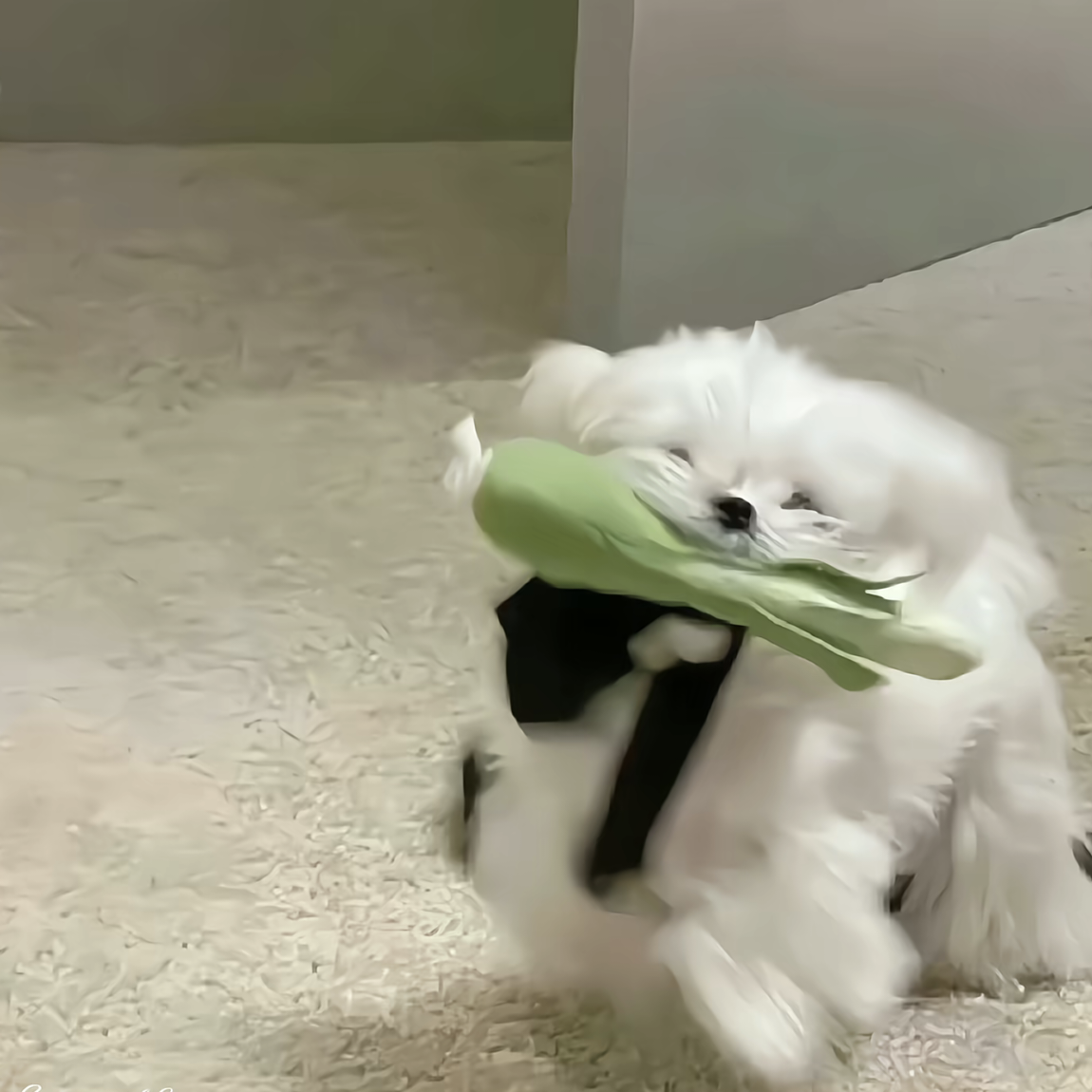 加载失败